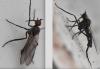 Empis sp.